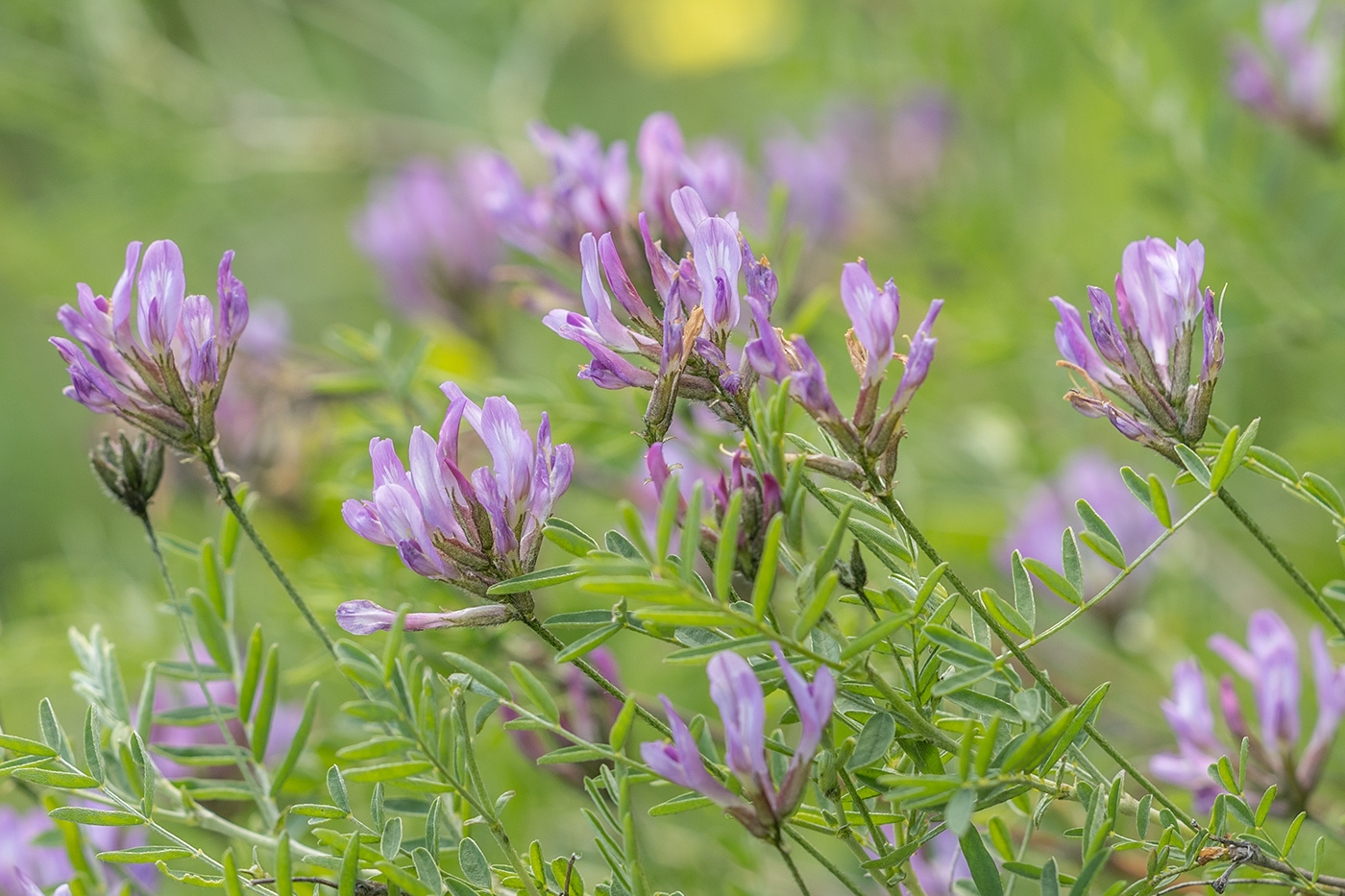 Изображение особи Astragalus onobrychis.