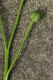 Chionodoxa luciliae. Часть соплодия с созревающим плодом. Ленинградская обл., Ломоносовский р-н, дер. Дубки, дачный участок, в культуре. 17.05.2026.
