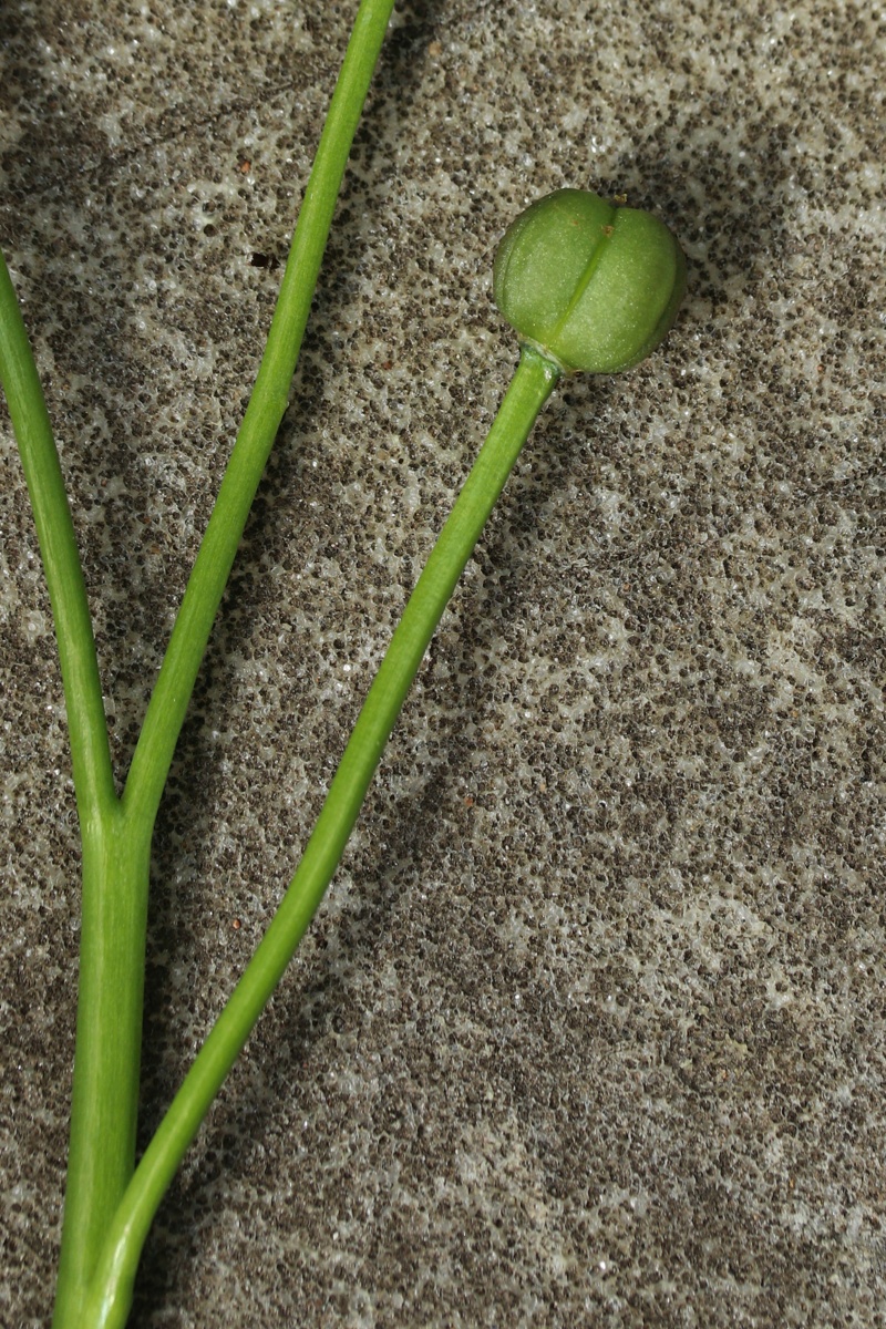 Изображение особи Chionodoxa luciliae.