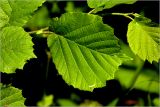 Corylus avellana. Лист. Московская обл., Раменский р-н, окр. ж.-д. платформы Хрипань, просека в смешанном лесу. 04.06.2026.