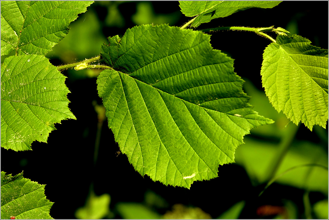 Изображение особи Corylus avellana.