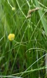 Carex leporina. Верхушка плодоносящего растения. Московская обл., Подольский р-н, с/о Лаговский, дер. Матвеевское, заполненная водой колея. 20.04.2023.