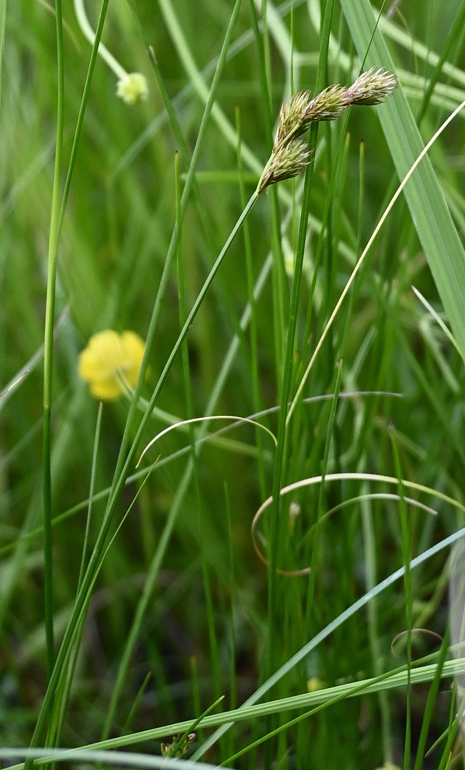 Изображение особи Carex leporina.