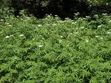 Sambucus ebulus. Заросль цветущих растений. Краснодарский край, муниципальное образование город-курорт Сочи, Адлерский р-н, Кудепстинский сельский округ, окр. пос. Дубравный, Кудепстинский дендропарк, опушка широколиственного леса. 04.07.2024.