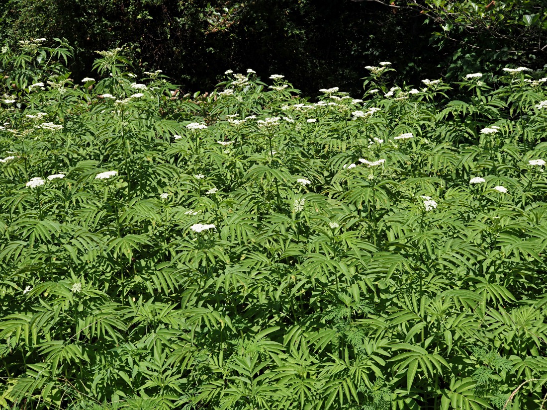 Изображение особи Sambucus ebulus.