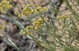 Helichrysum italicum