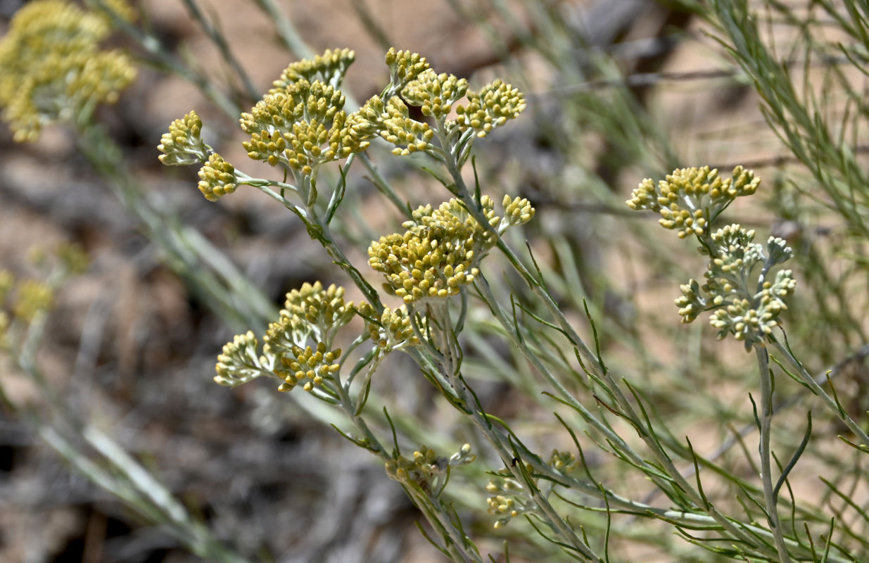 Image of Helichrysum italicum specimen.