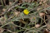 Centaurea melitensis. Верхушка побега с соцветием. Португалия, о-в Мадейра, мыс Сан-Лоренцо, каменистый сухой склон. 12.06.2026.