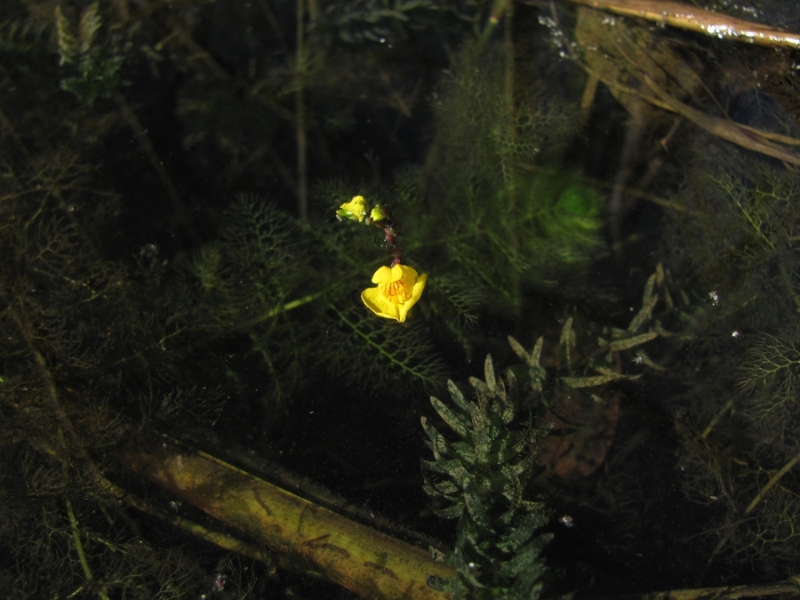 Изображение особи Utricularia australis.