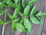 unknown species. Лист крупно. Дудник лесной? Сухой луг в Чеховском р-не Московской обл. Июль 2026 г.