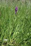 Dactylorhiza umbrosa