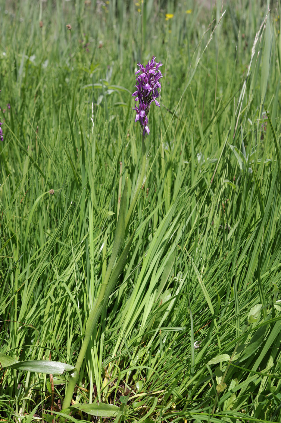 Image of Dactylorhiza umbrosa specimen.