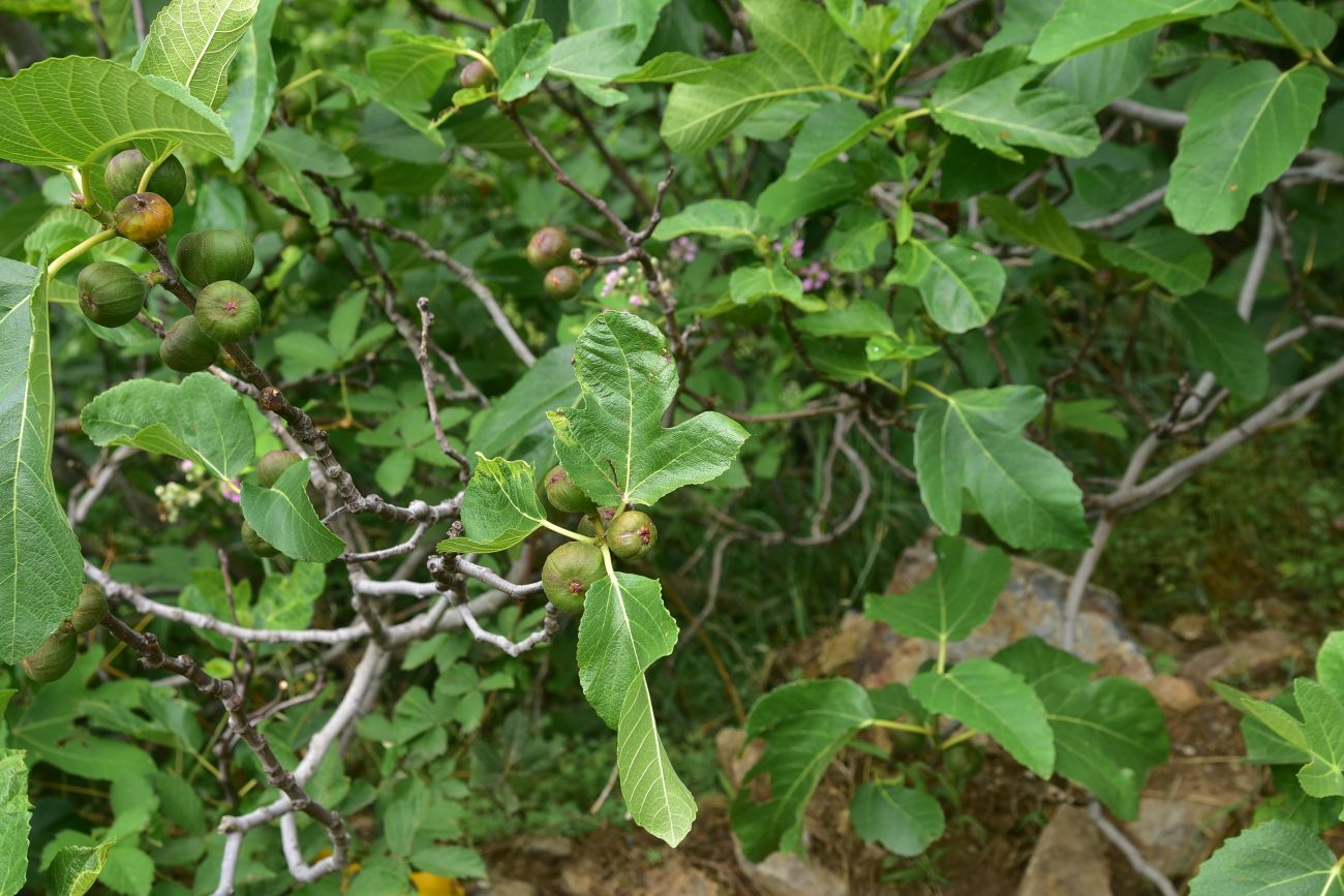 Image of Ficus carica specimen.