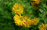 Rudbeckia laciniata разновидность hortensia. Соцветия (вид со стороны обёртки). Московская обл., Сергиево-Посадский гор. округ, верховья р. Воря, в культуре. 22.08.2026.