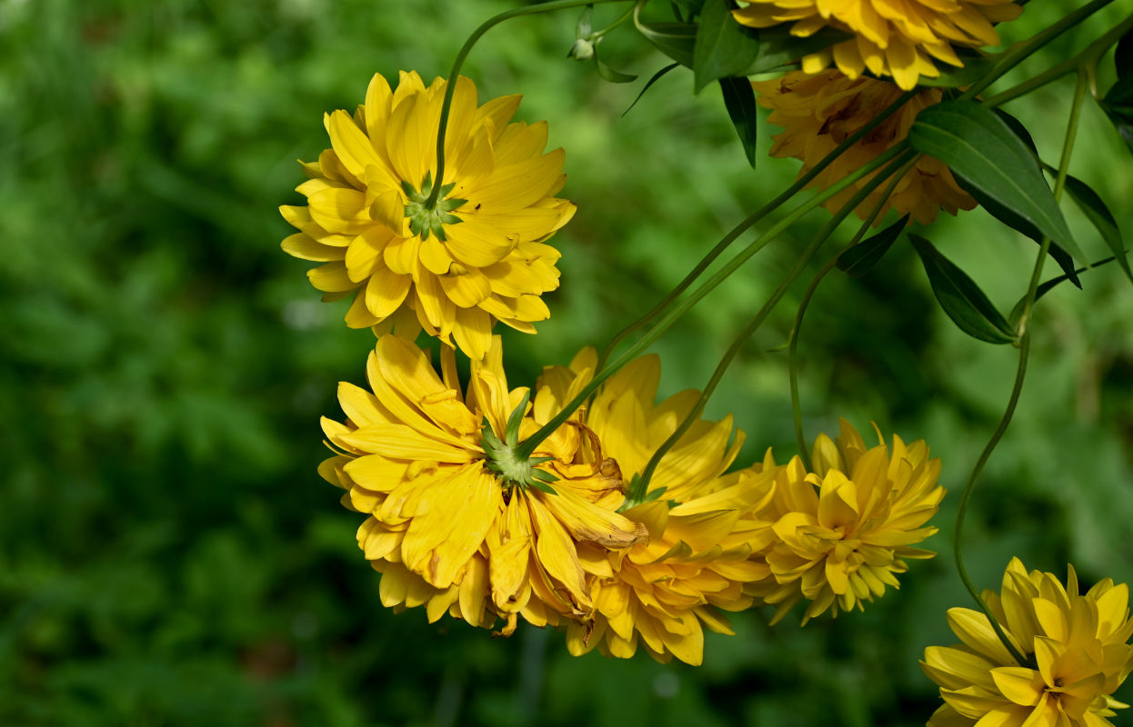 Изображение особи Rudbeckia laciniata var. hortensia.
