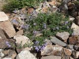 Dracocephalum bipinnatum. Цветущее растение. Таджикистан, Горно-Бадахшанская автономная обл., Ишкашимский р-н, окр. кишлака Гармчашма, дол. р. Гармчашма, ≈ 2600 м н.у.м., каменистая осыпь. 2 июля 2026 г.