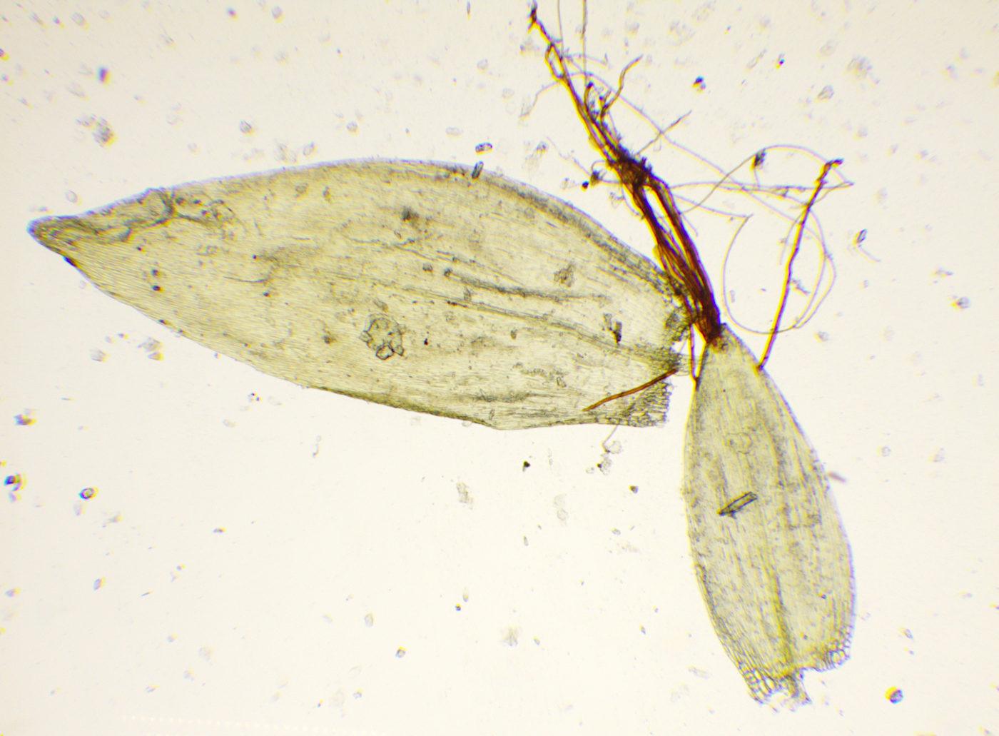 Изображение особи Straminergon stramineum.