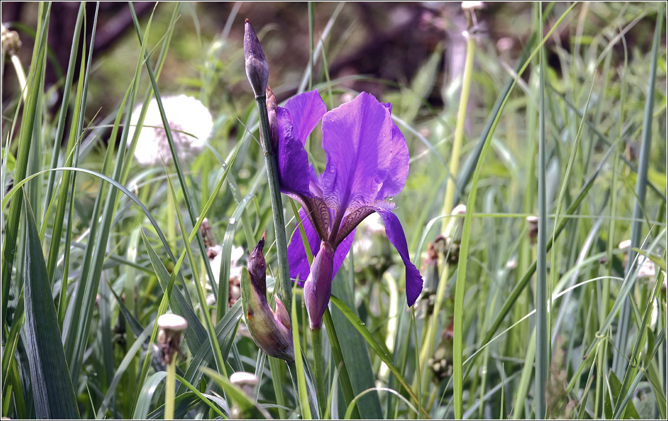 Изображение особи Iris nyaradyana.