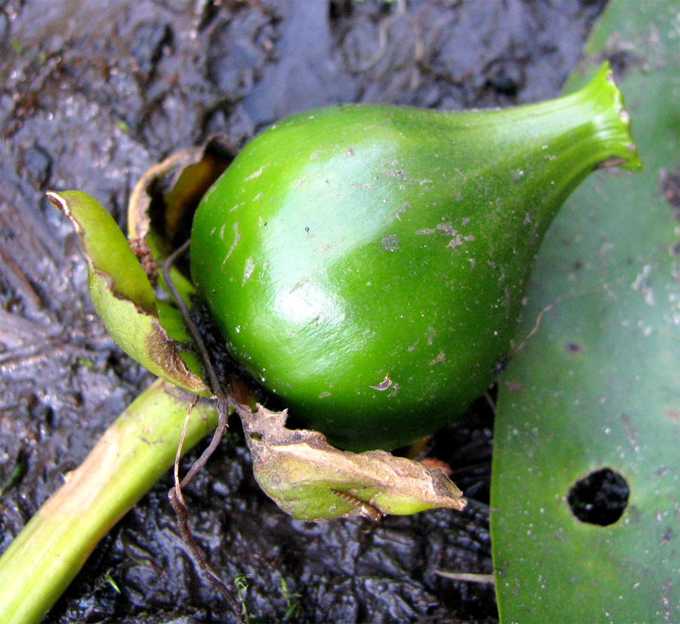 Image of Nuphar &times; spenneriana specimen.