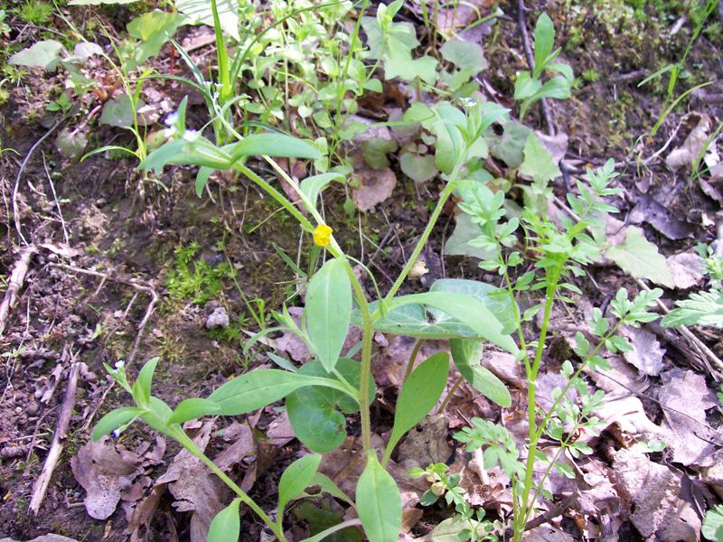 Изображение особи Myosotis sparsiflora.