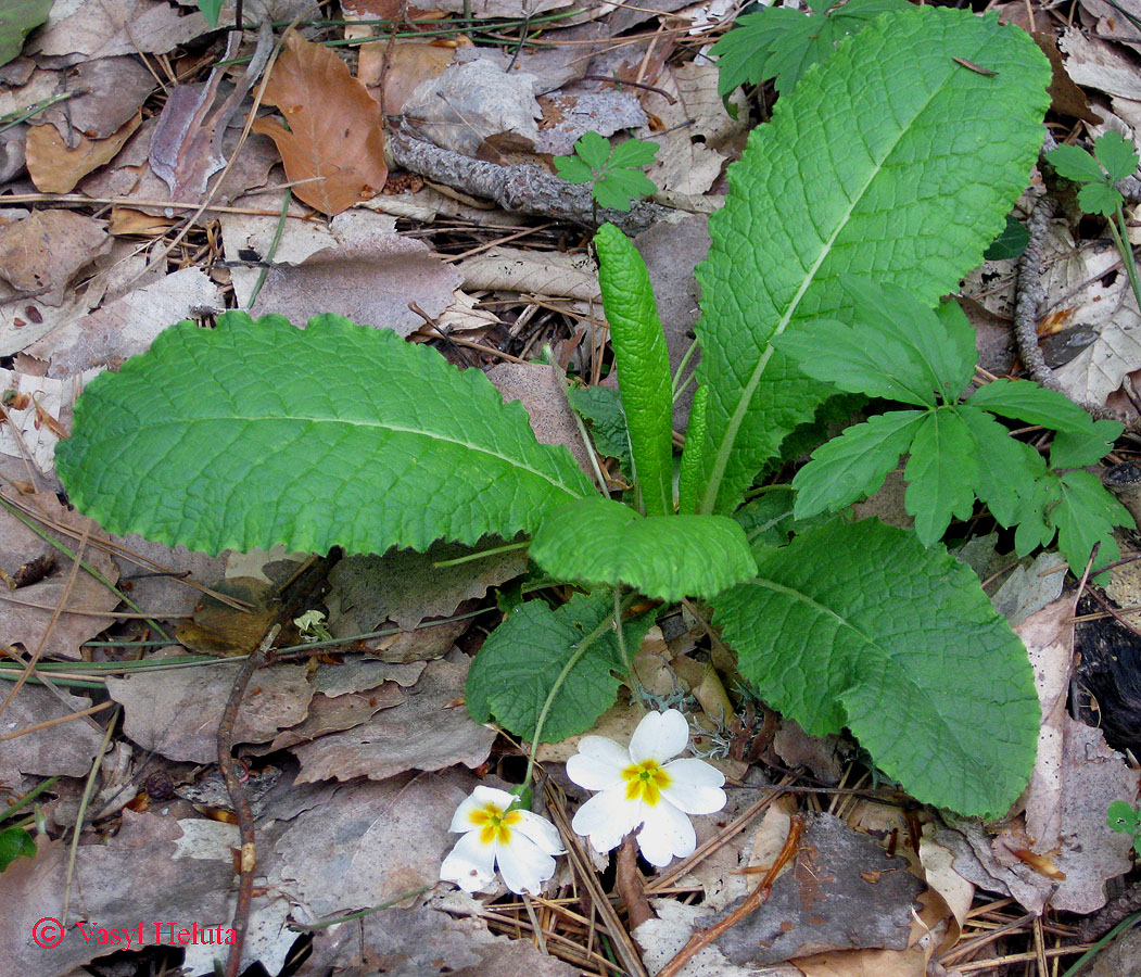 Image of Primula vulgaris specimen.