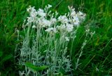 Cerastium biebersteinii