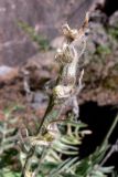 Oxytropis ivdelensis. Верхушка побега с остатками соплодия (плоды съедены птицами или бурундуками). Свердловская обл., окр. г. Североуральск, правый берег канал Дублёр в районе известнякового карьера. 13.07.2011.