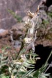 Oxytropis ivdelensis