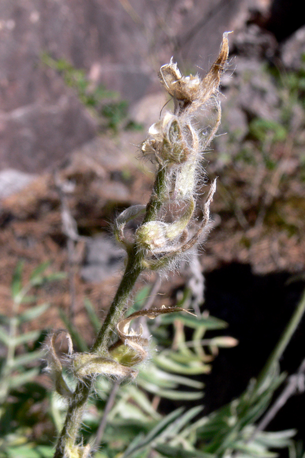 Изображение особи Oxytropis ivdelensis.