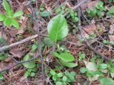 Pyrola incarnata