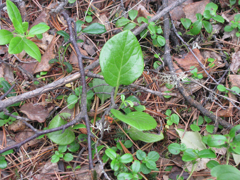 Image of Pyrola incarnata specimen.