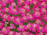 Achillea millefolium