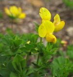 Lotus alpicola. Верхушка побега с соцветием. Украина, Закарпатская обл., Раховский р-н, 1800 м н.у.м. 2 июля 2010 г.