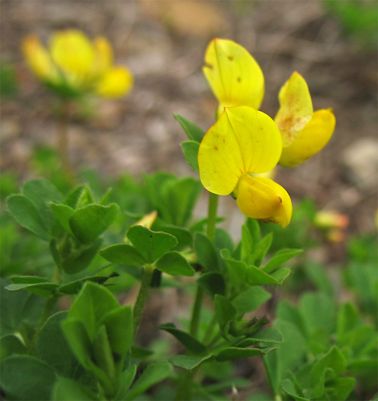 Image of Lotus alpicola specimen.