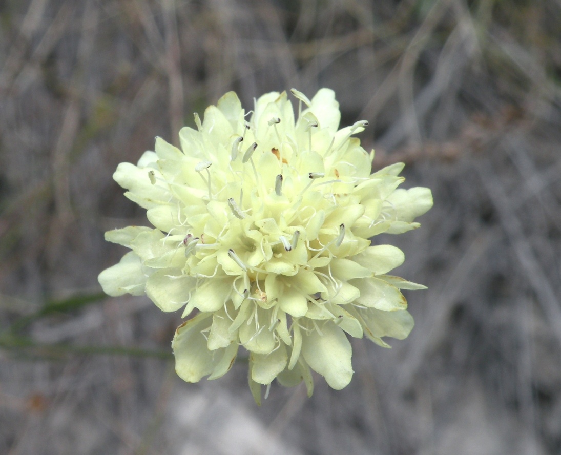 Изображение особи Cephalaria uralensis.