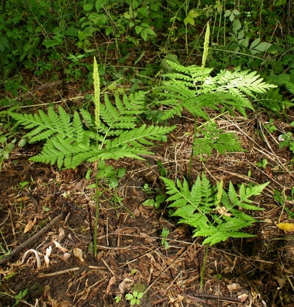 Изображение особи Botrychium strictum.