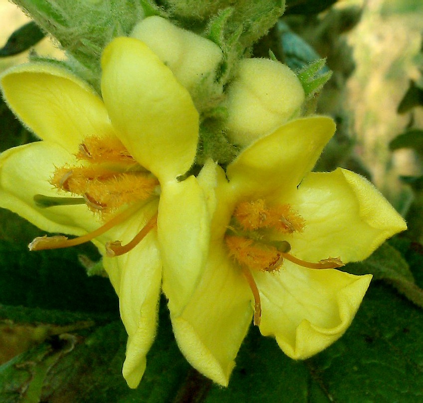 Image of Verbascum ovalifolium specimen.