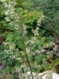 Artemisia vulgaris