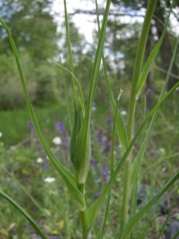 Image of Tragopogon capitatus specimen.