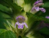 Galeopsis bifida. Цветок. Московская обл., Раменский р-н, окр. дер. Хрипань, просека под ЛЭП. 03.07.2011.