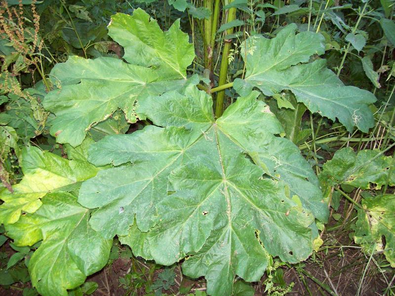 Изображение особи Heracleum sosnowskyi.