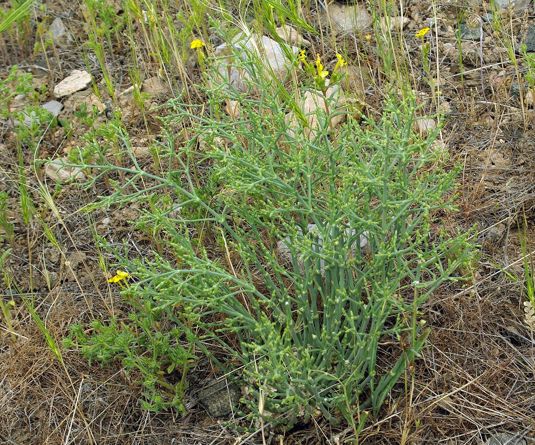 Изображение особи Anabasis turkestanica.