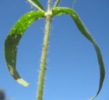 Silene noctiflora