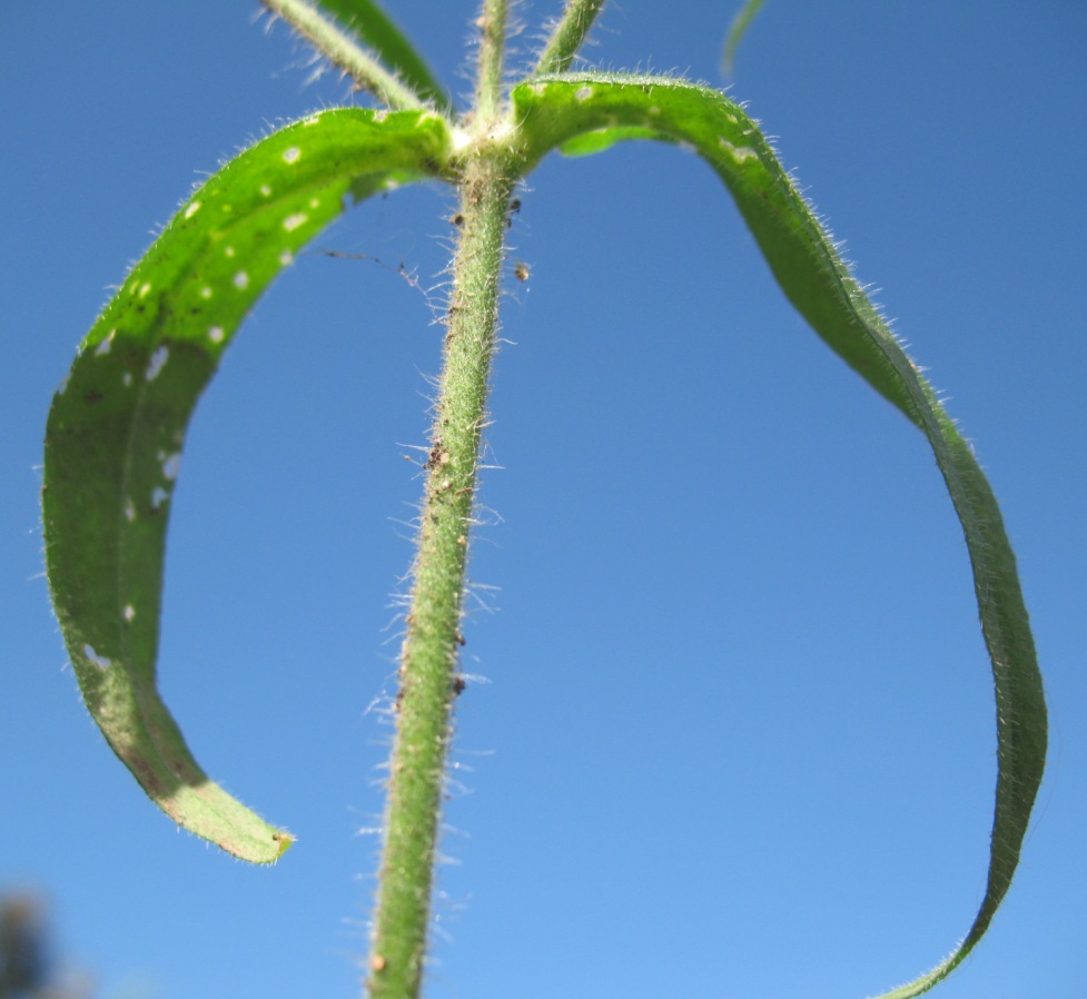 Image of Silene noctiflora specimen.