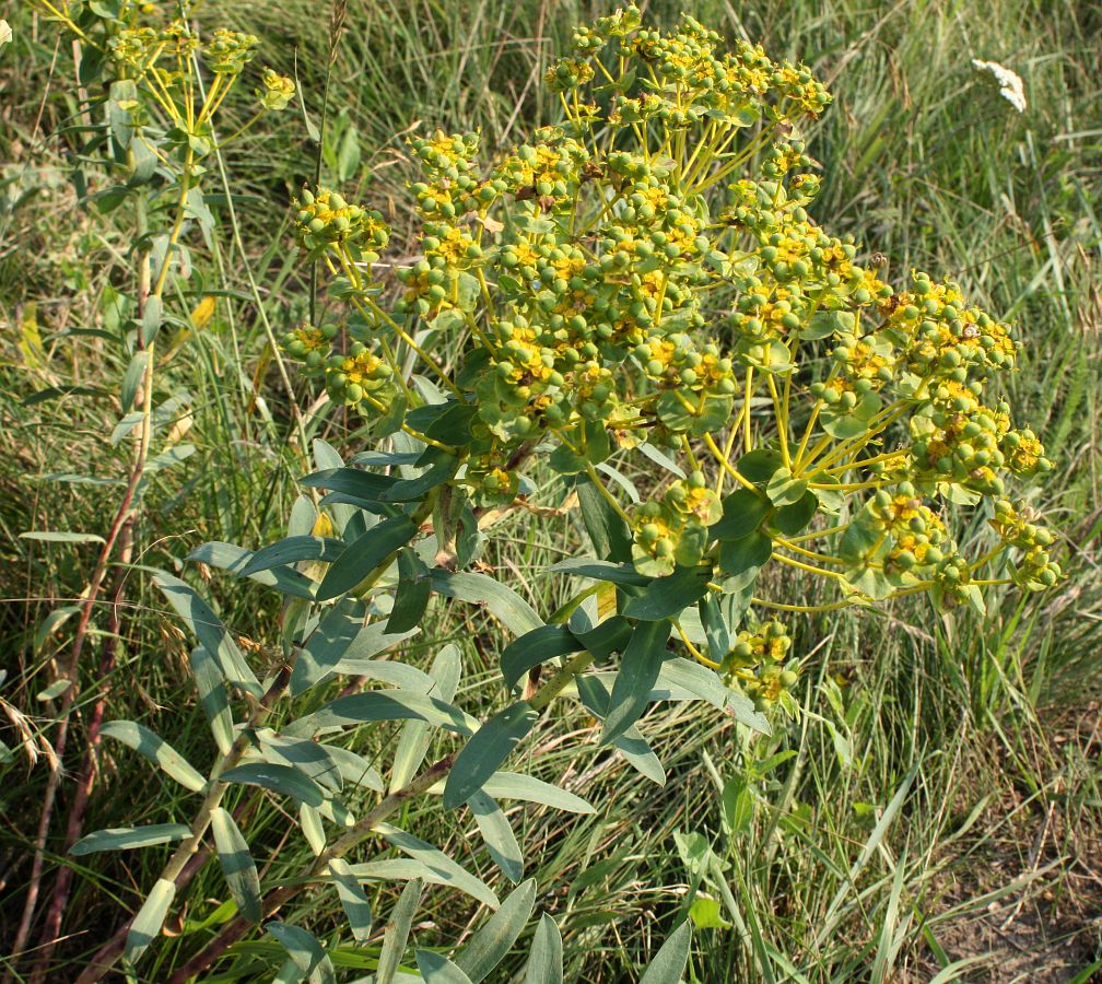 Image of Euphorbia stepposa specimen.