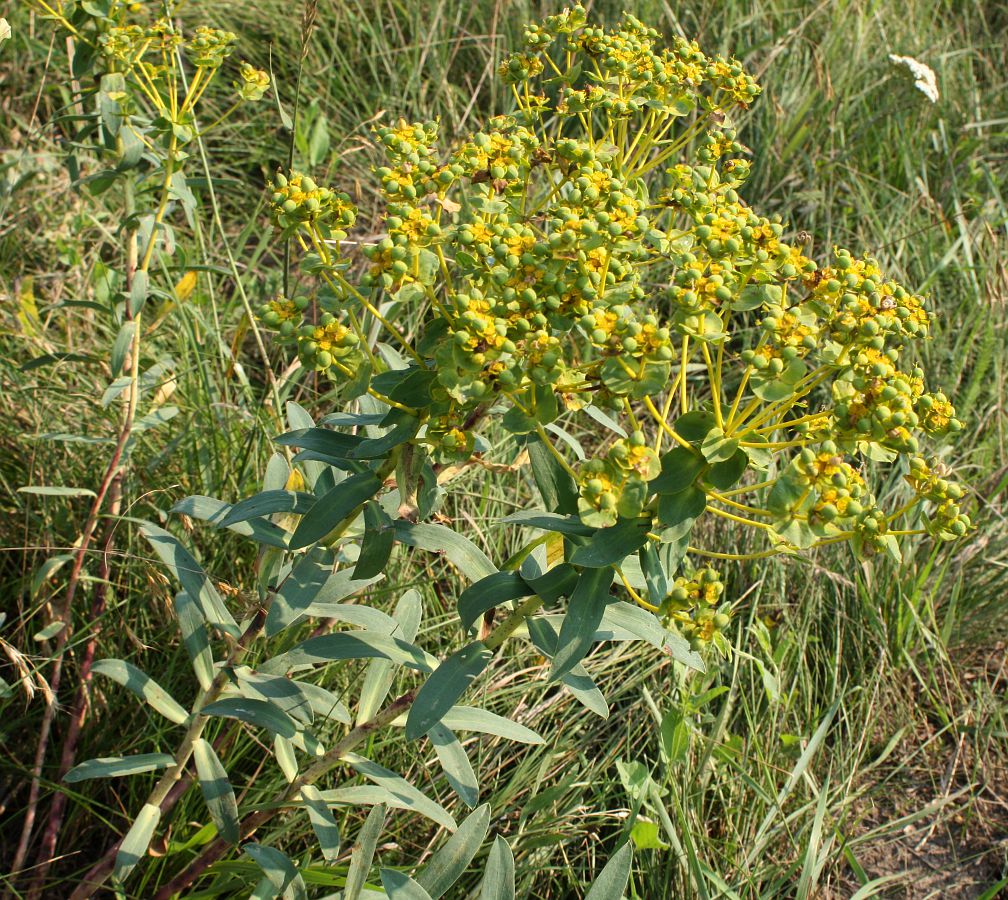 Image of Euphorbia stepposa specimen.