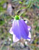 Campanula rotundifolia. Цветок (вид со стороны чашечки). Тверская обл., Весьегонский р-н, окр. дер. Беняково, берег залива Рыбинского вдхр. по р. Сёбла. 24.07.2011.