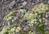 familia Apiaceae. Соцветия. Приморский край, Лазовский р-н, Лазовский заповедник, кордон Карпадь, каменистый берег р. Прямушки. 19.08.2009.