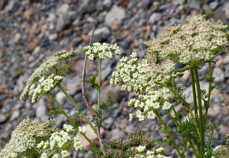 Изображение особи семейство Apiaceae.