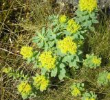 Rhodiola rosea